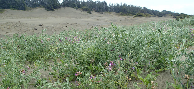 flowering plants in the coastal dunes.