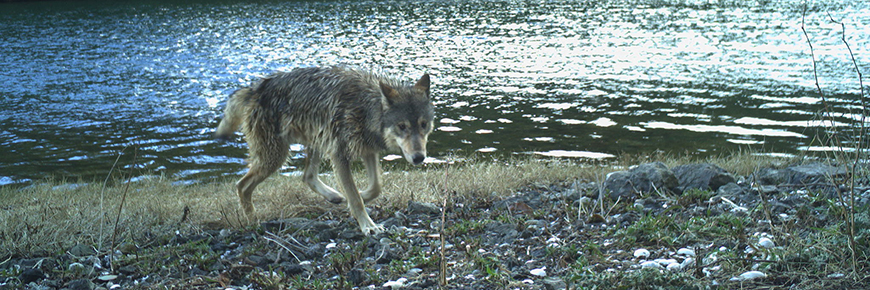 Loup solitaire s’approchant de la caméra de sentier installée au bord de la rivière