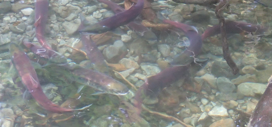 Sockeye salmon entering a Cheewaht Lake tributary to spawn.