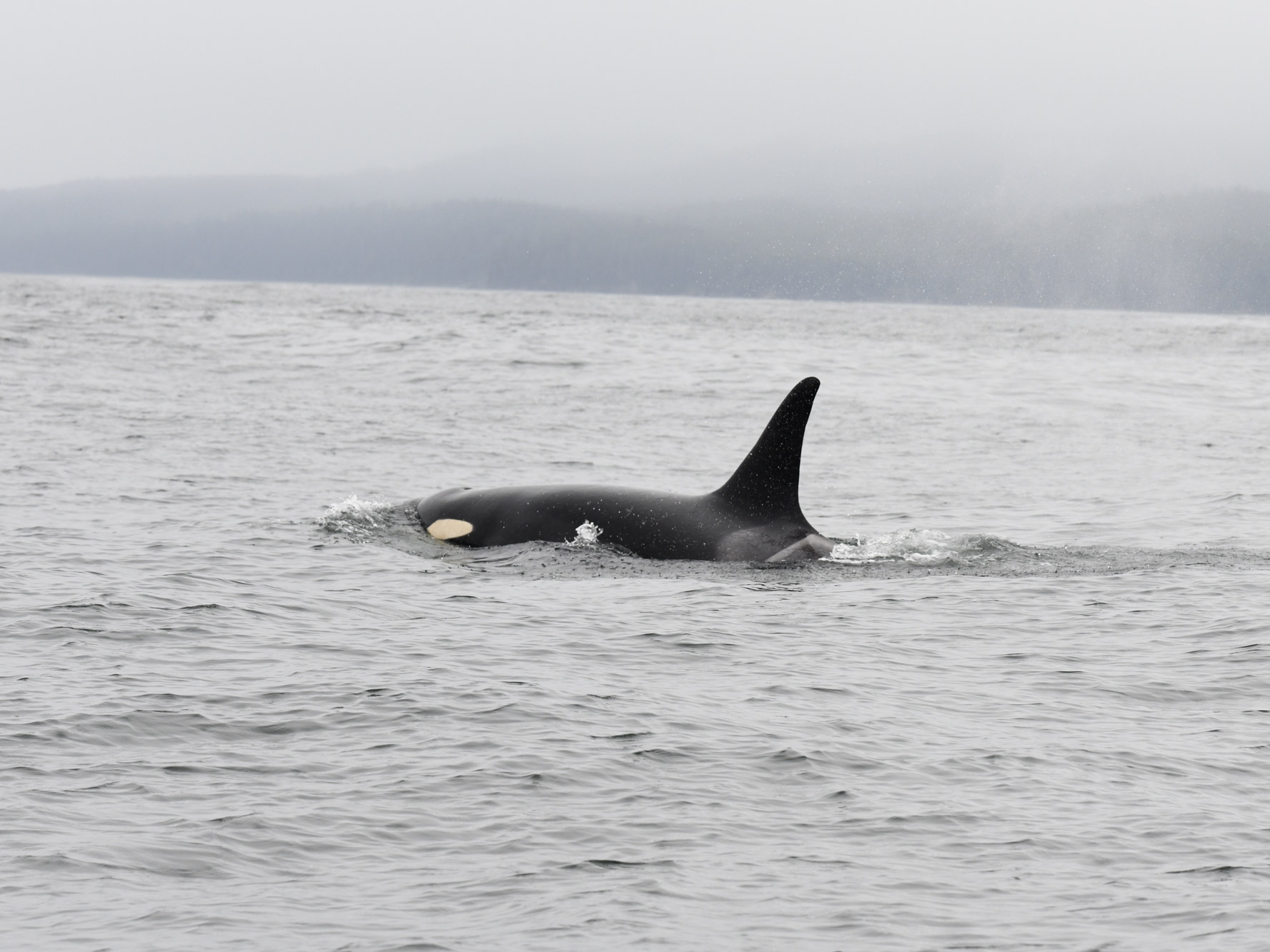 Southern Resident Killer Whale surfacing