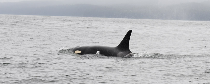 Southern Resident Killer Whale Research Project - Pacific Rim National ...