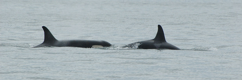 Two Southern Resident Killer Whales surfacing