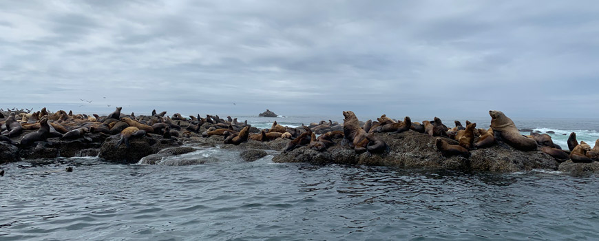 Steller Sea Lion haulout (resting site)