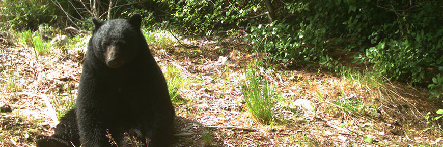 Photo d’un ours noir assis sur le sol prise par un appareil photo actionné par le mouvement.
