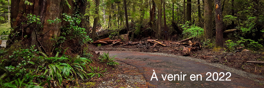 Un tronçon asphalté de ʔapsčiik t̓ašii, la piste polyvalente de 25 kilometres à la réserve de parc national Pacific Rim.