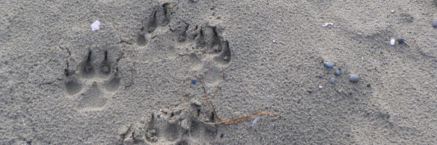 Empreintes de loup sur la plage