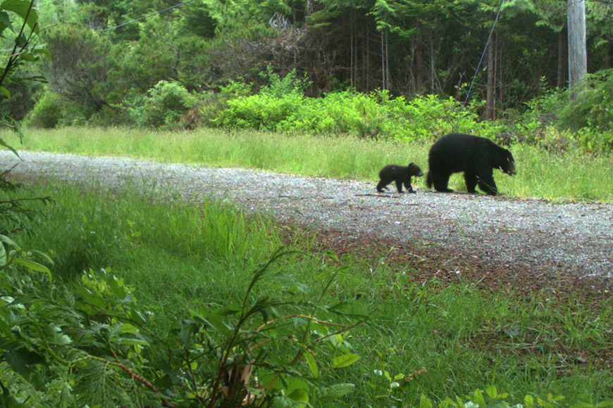 Mother black bear and cub traveling an old road.