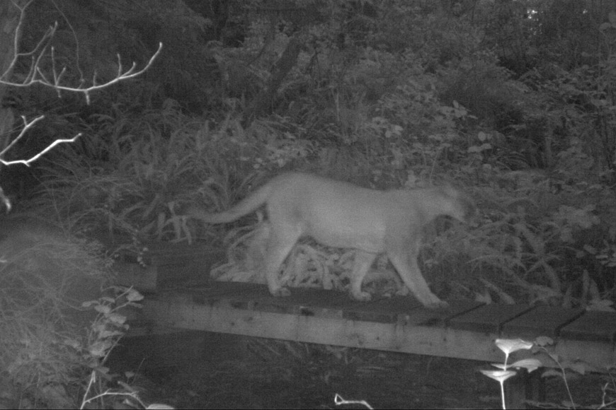 Cougar at night.