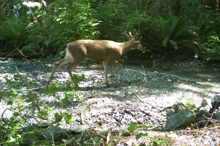 A deer moving quickly.