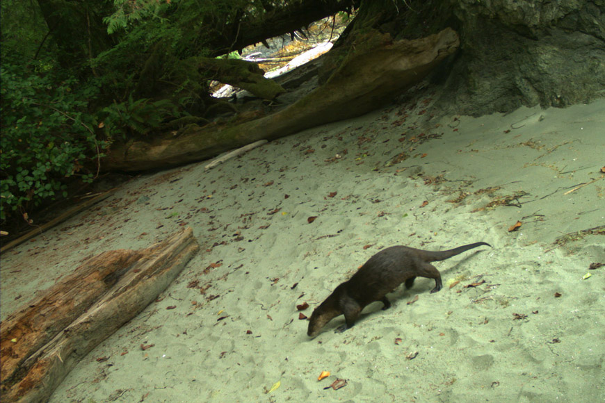 A river otter exploring a beach.