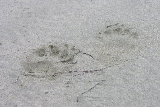 Bear tracks on the beach.