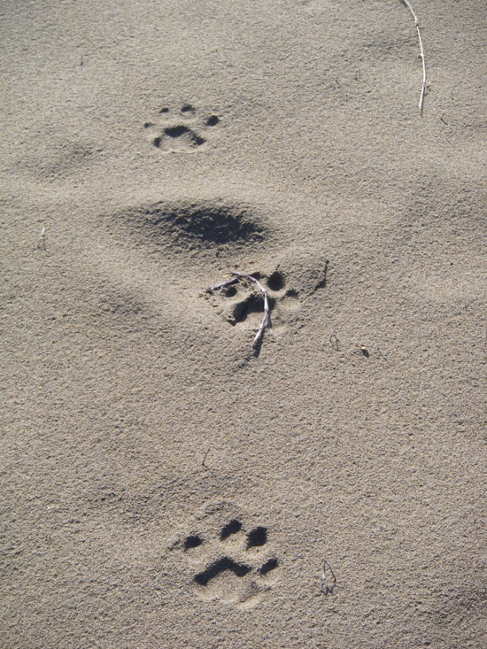 Cougar tracks in sand.