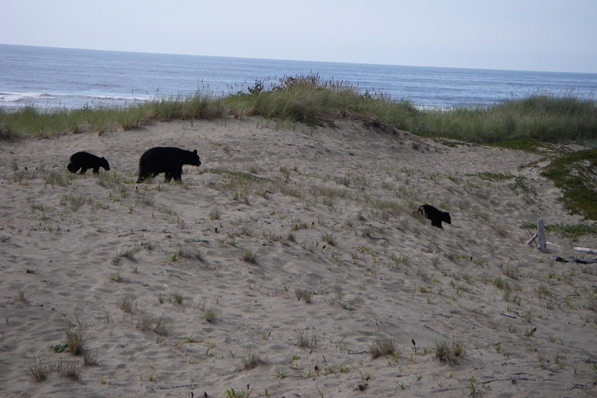 Bears like the sand dunes.