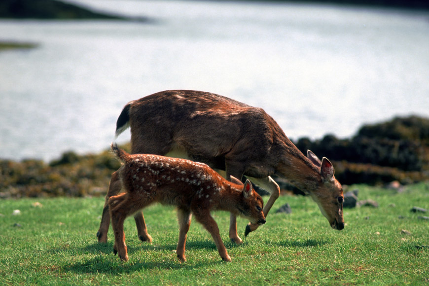 A doe (female deer) and her fawn.