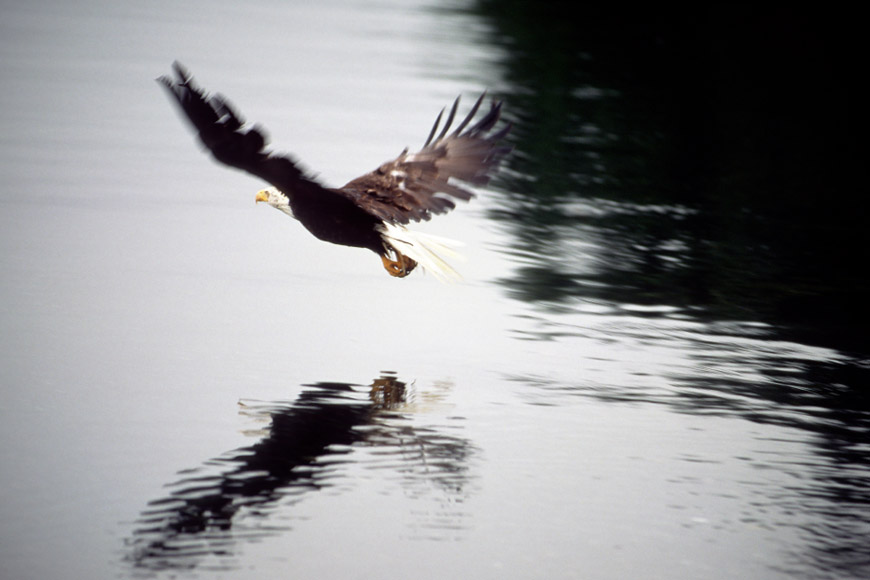 An eagle flies by over still water.