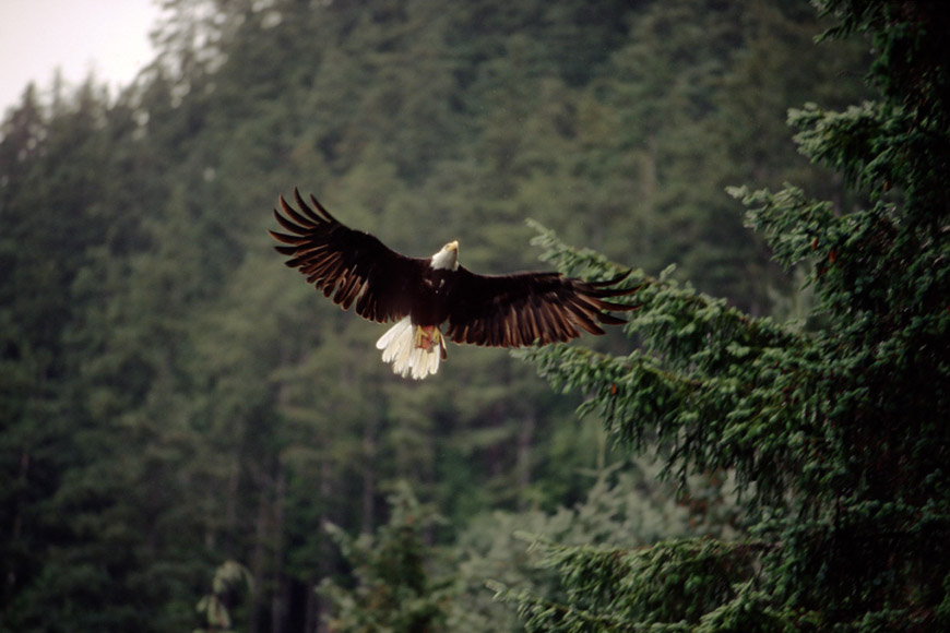 An eagle at the forest’s edge.