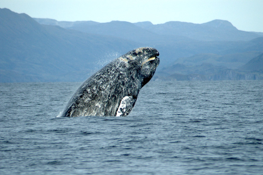 A grey whale breaching.