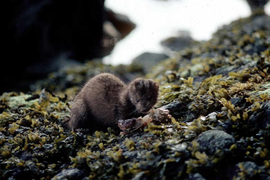 A mink looks for food in the intertidal.
