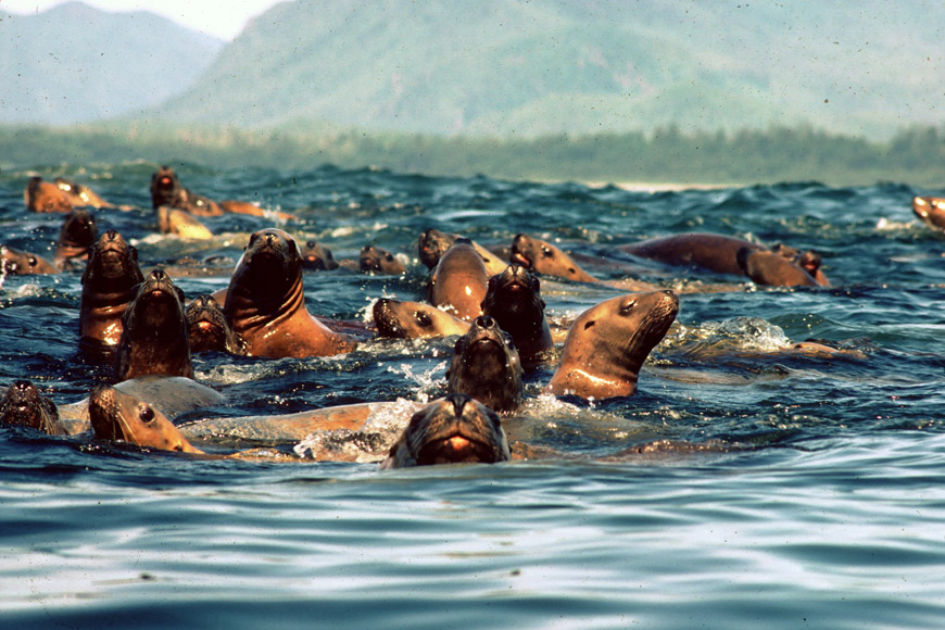 Many curious Steller Sea lions.
