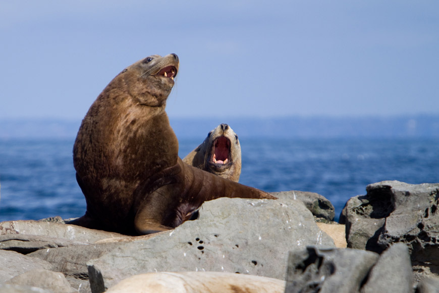 Two Steller Sea lions sunning themselves.