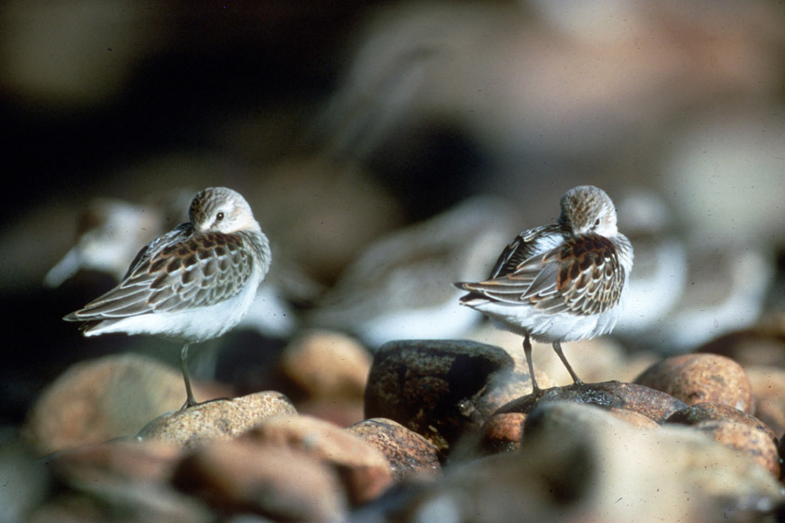 Western Sandpipers taking a little pause.