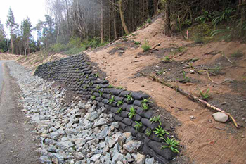 Coco mats, rocks, logs and native plants are used to stabilize the banks along Wick Road.