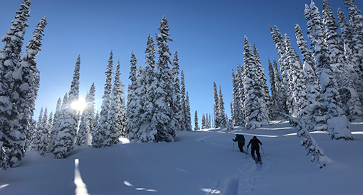 Deux skieurs parcourant une forêt enneigée