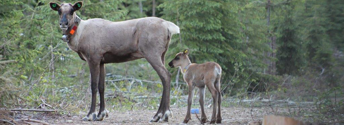 Mother Caribou and calf