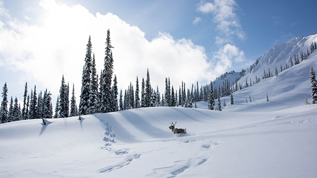 Caribou in a snowy mountain environment