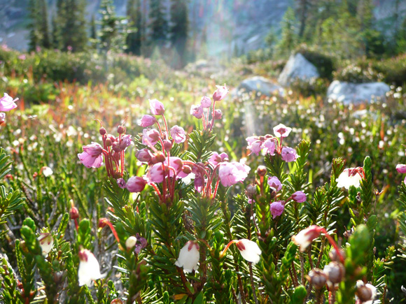 Pink mountain heather (Phyllococe empetriformis)