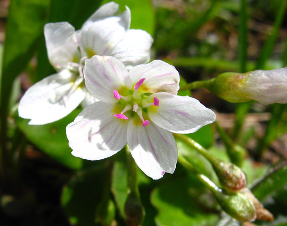 Spring beauty (Clatoynia lanceolata)