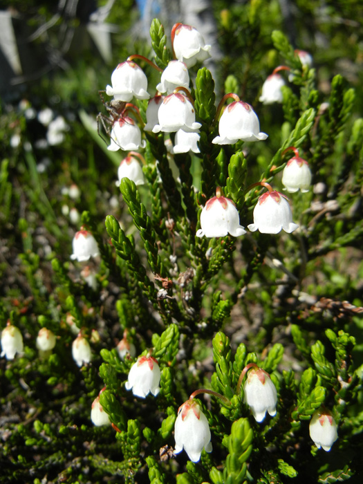 White mountain heather (Cassiope mertensiana)