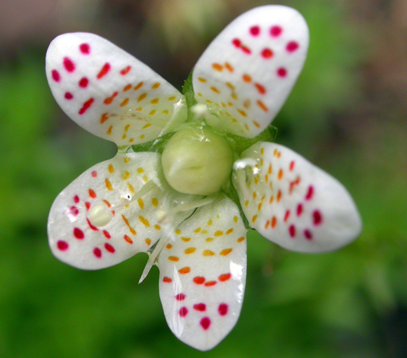 Spotted saxifrage (Saxifraga bronchialis)
