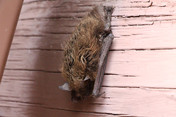 Little Brown Myotis Bats and Northern Long-Eared Myotis Bats