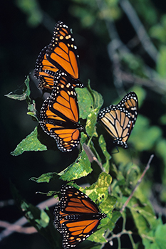Papillon monarque