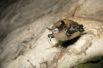 A Little Brown Bat with white-nose syndrome
