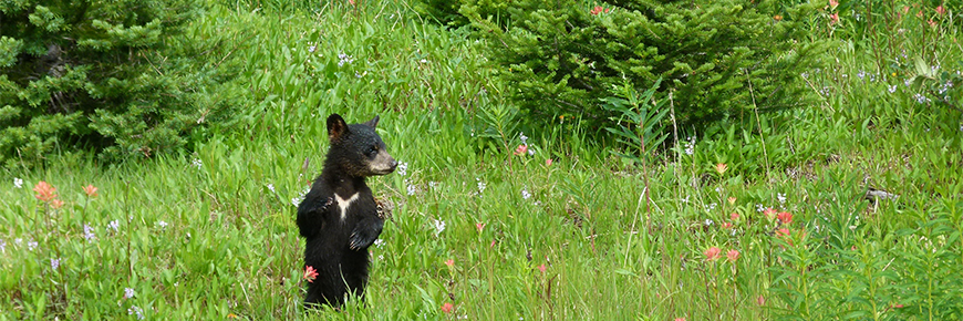 Black Bears Bears In The Mountain National Parks