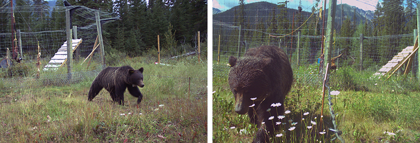 Les ours enquêtent sur la clôture.