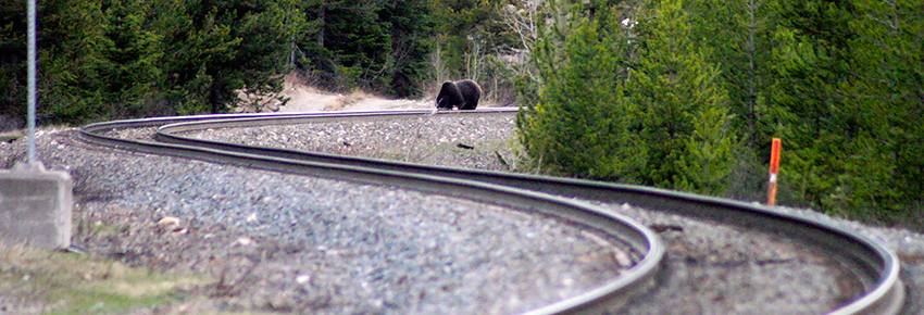 Bear on the train tracks