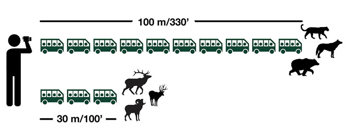Safe wildlife viewing distance for predators, such as wolves, bears and cougars,  is 100 meters or 330 feet. Safe distance for all other large species, including elk, deer and bighorn sheep, is 30 meters or 100 feet.