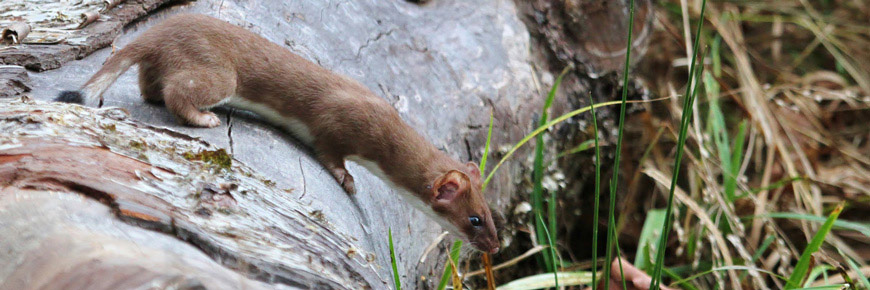 A weasel on a fallen tree