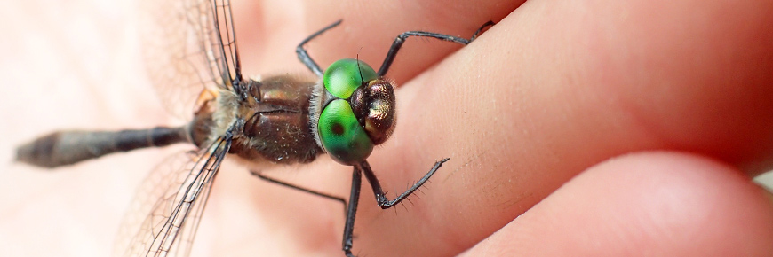 Closeup of a dragonfly on someone's hand