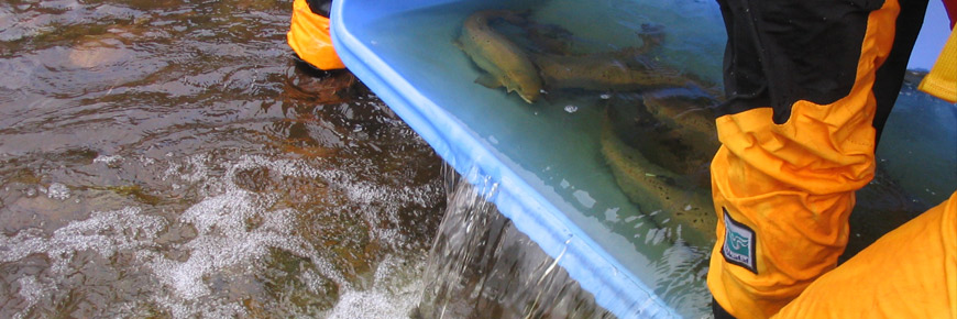 Deux personnes libérant des saumons d'un sceau dans la rivière