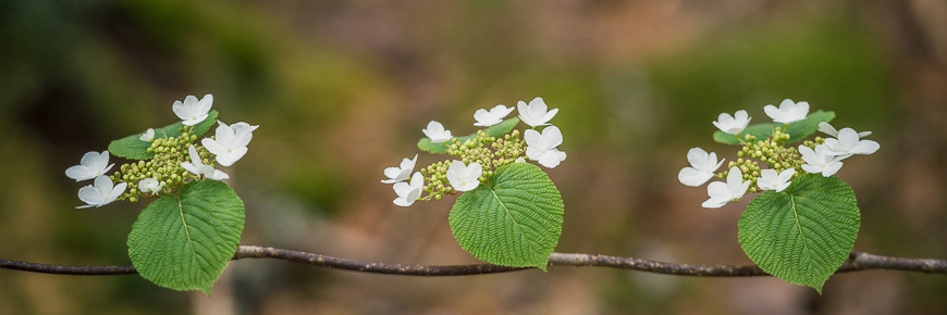 Three flowers on a branch