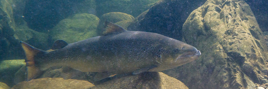 A salmon under water