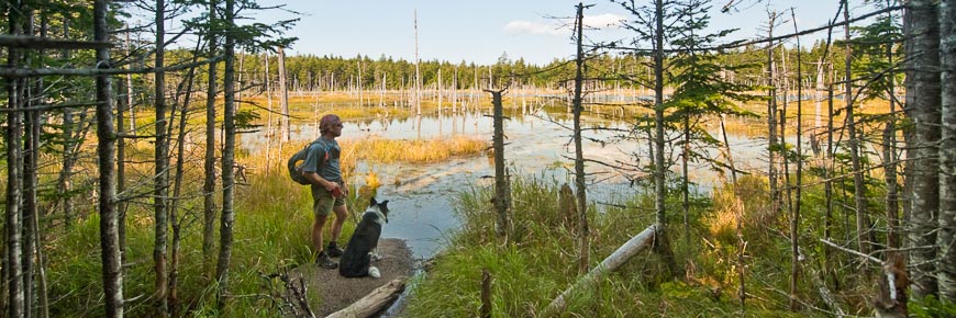 A man and his dog overlooking a bog