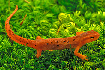 A red eft, a small lizzard, underwater. 