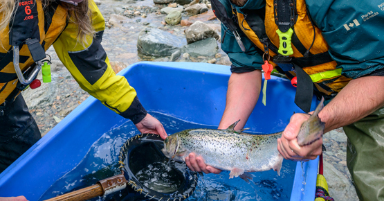 Scientists hold a salmon near the river