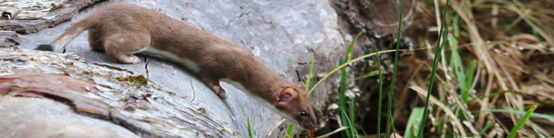 A weasel on a fallen tree