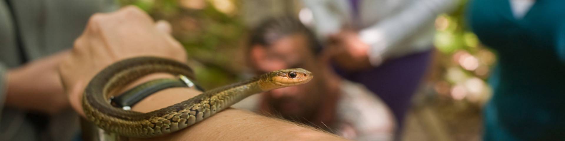 A small snake on a person's arm